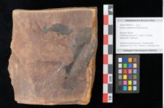 Foto (Objekt + Etikett) von Quercus palaeoilex Ettingshausen (NHMW-GEO-2024-0188-0812)
